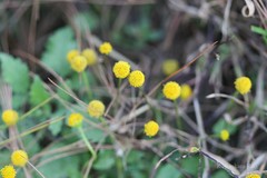 Spilanthes paniculata